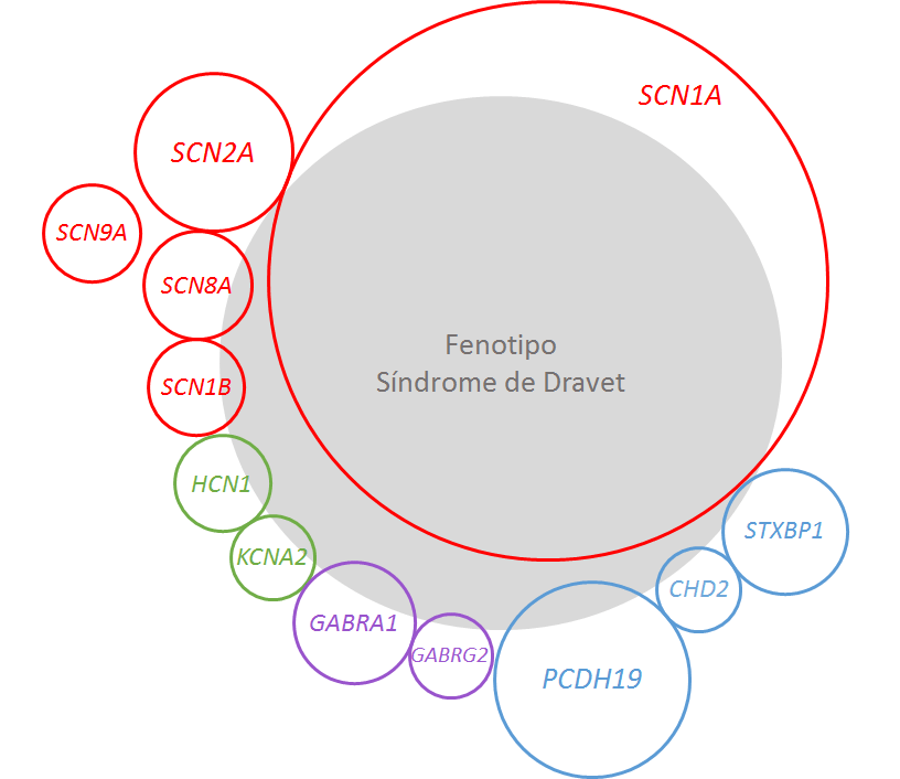 Genotipo y fenotipo Dravet