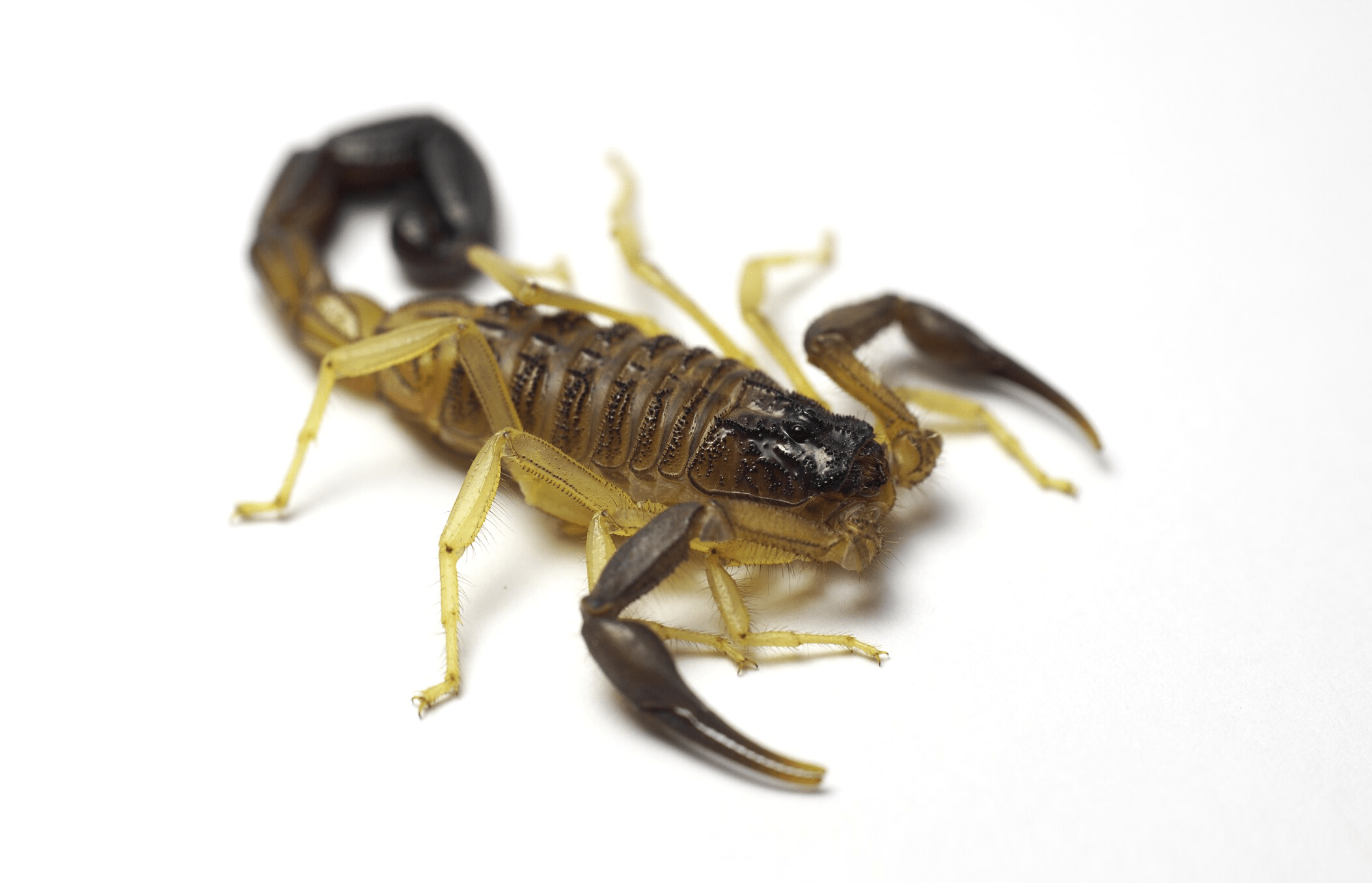 Escorpión hottentotta jayakari